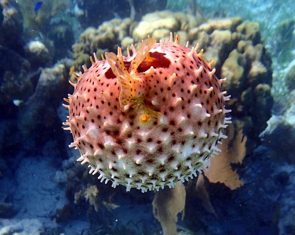poisson globe